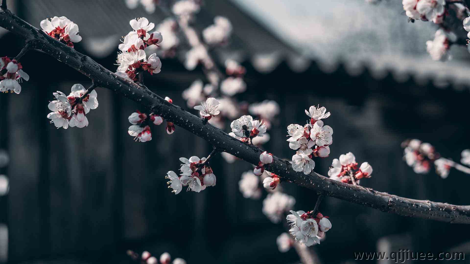 自然 花朵 褪色 樱花 蜜蜂 树枝  电脑壁纸 4K壁纸5712 x 3214/2.15 MB-柒染云阁