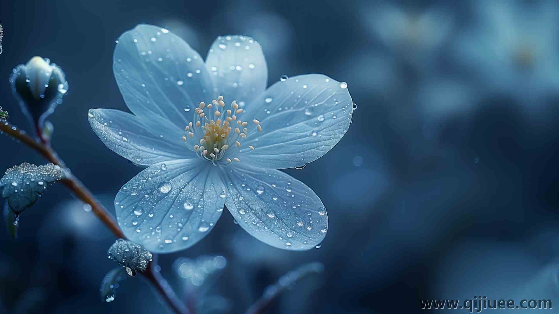 蓝色 鲜花 景深 电脑壁纸 4K壁纸5824 x 3264/13.2 MB-柒染云阁