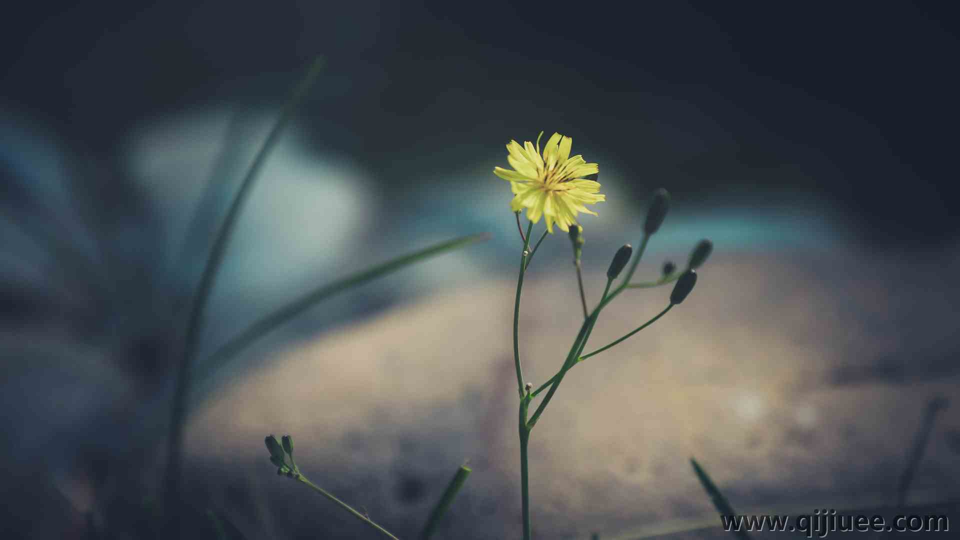 植物 花卉 黄色花卉 大自然  4K壁纸6240 x 4160/0.52 MB-柒染云阁