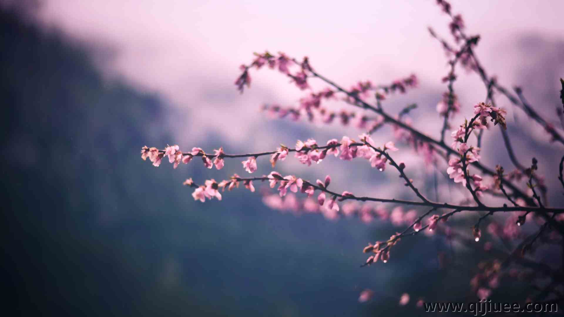 摄影 植物 户外 粉色花朵 花朵 4K壁纸6000 x 4000/2.43 MB-柒染云阁