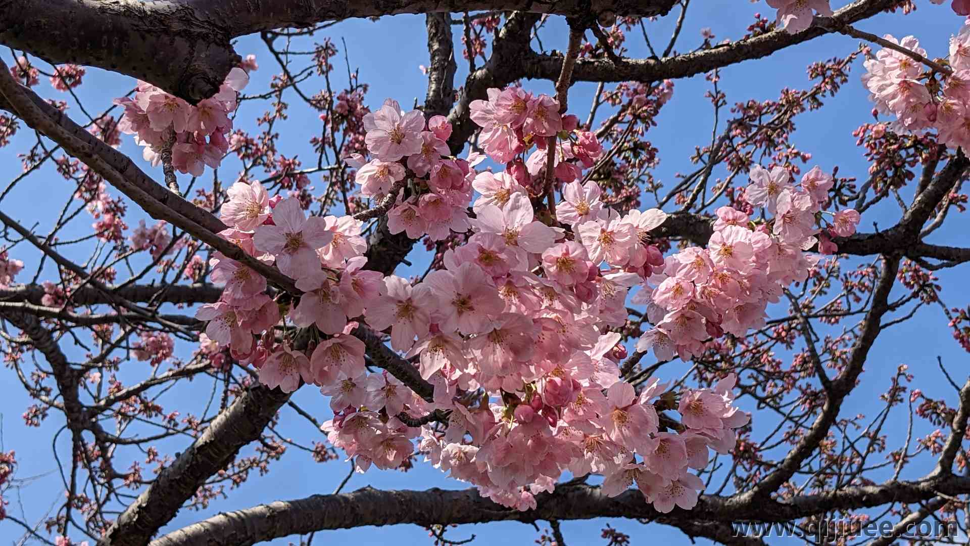 自然 粉色 花卉 植物 树枝 樱花 摄影 4K壁纸4032 x 3024/2.56 MB-柒染云阁