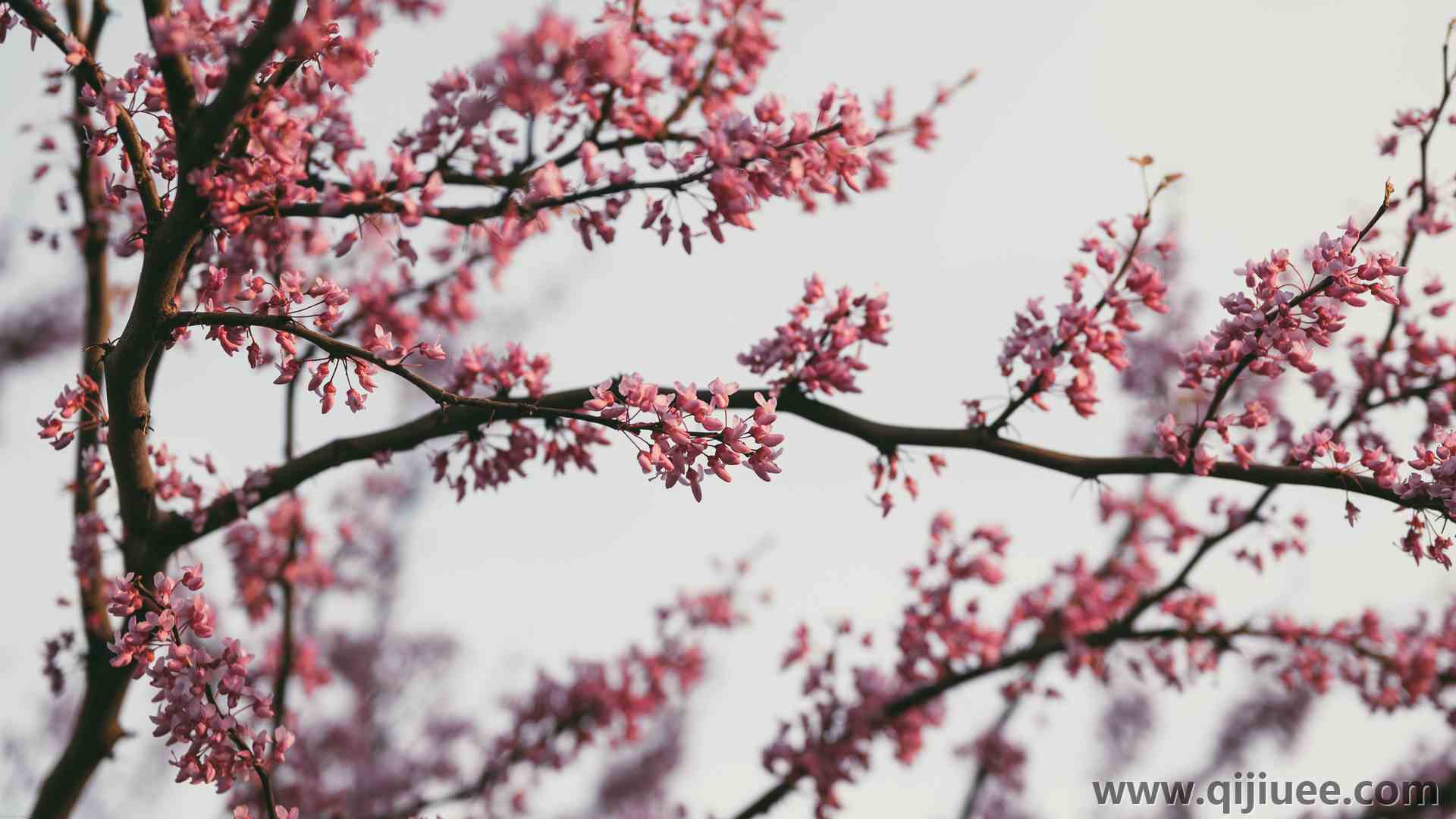自然 摄影 户外 花朵 粉色 花朵 黄昏 春天 树木 树枝 明亮 东方  电脑壁纸 4K壁纸3840 x 2160/3.05 MB-柒染云阁