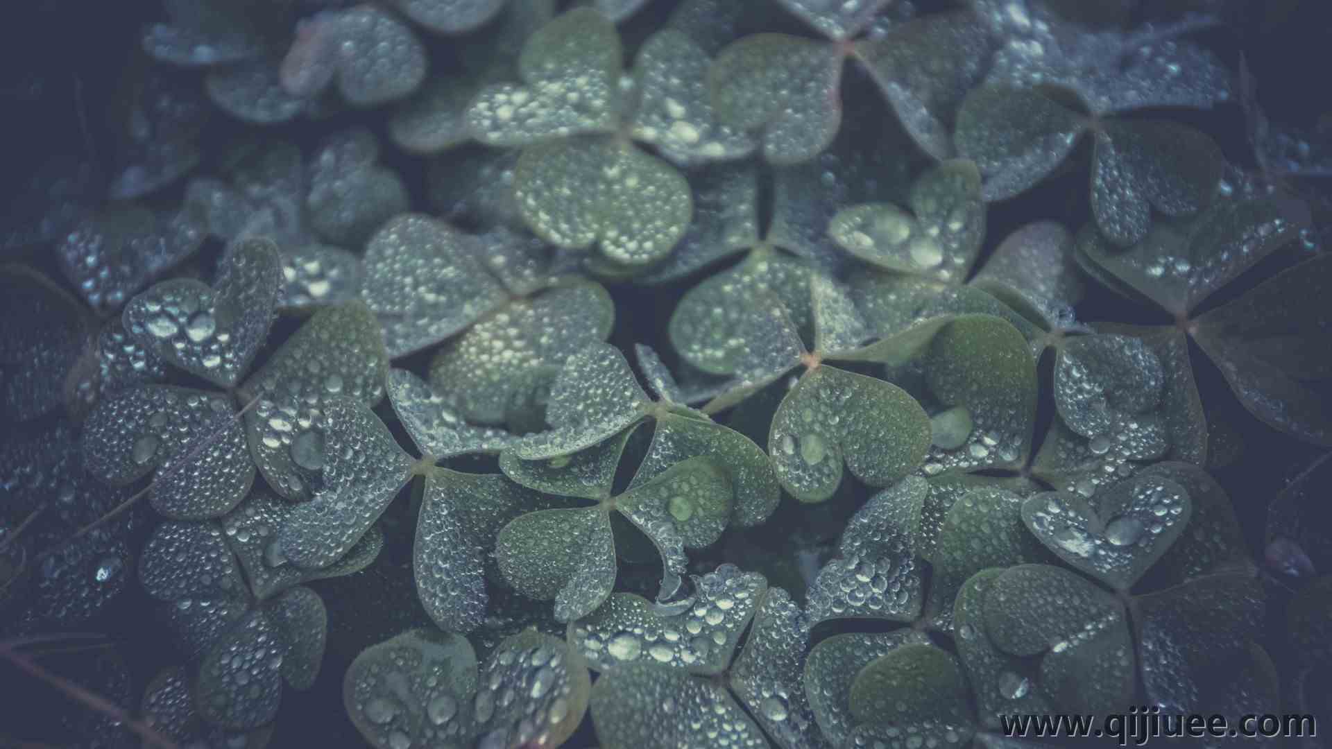 三叶草 水滴 植物 绿色 治愈 清新 护眼 电脑壁纸 4K壁纸4928 x 3264/1.44 MB-柒染云阁