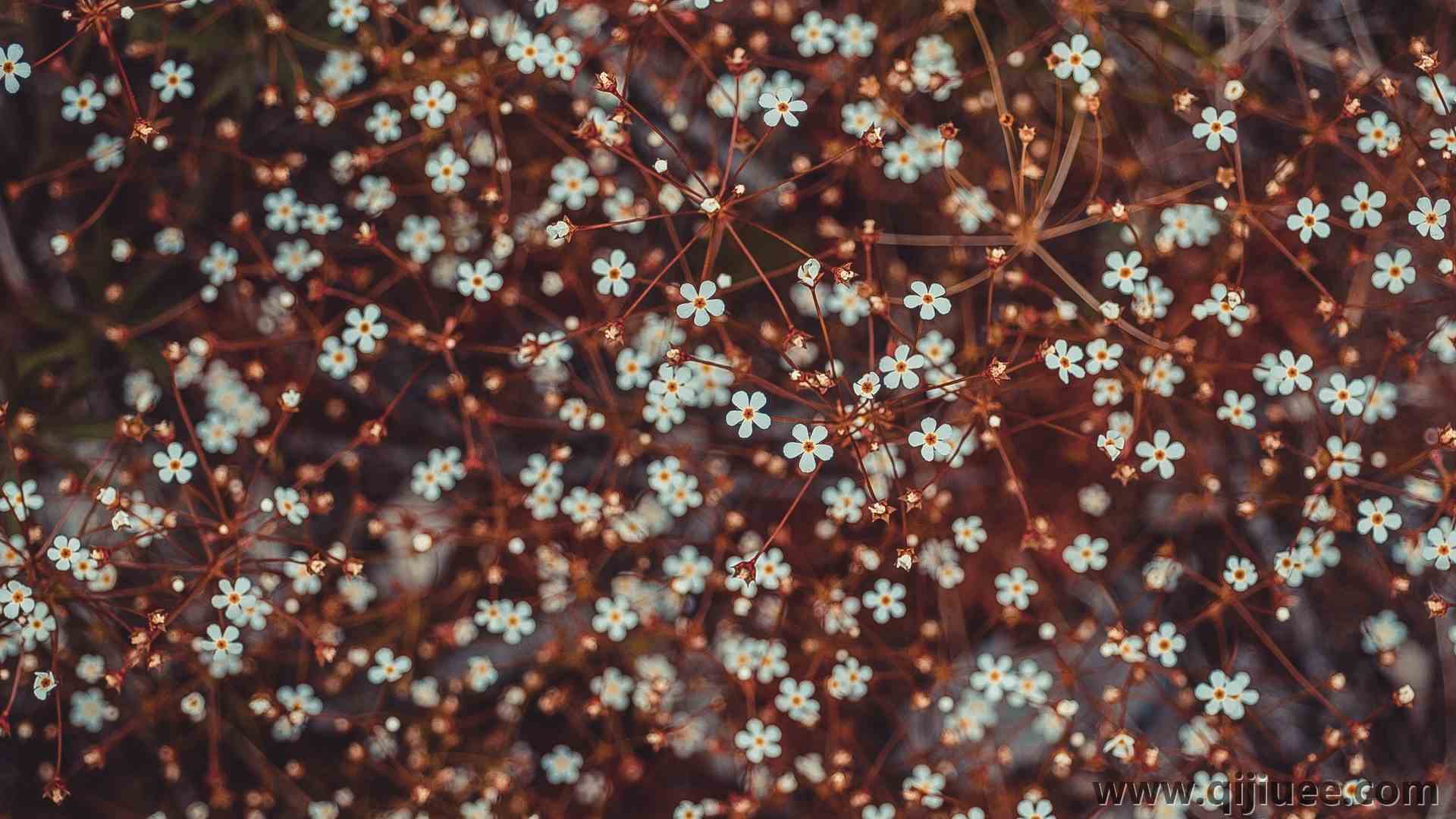 自然 花卉 植物 特写 散景 梅花 电脑壁纸 4K壁纸3872 x 2592/3.11 MB-柒染云阁