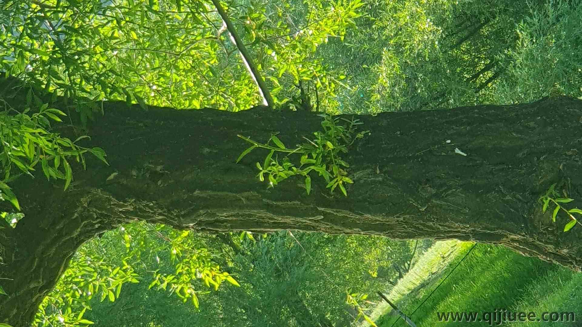 自然 绿色 树木 草 树叶 清新 护眼 电脑壁纸 4K壁纸4032 x 3024/3.79 MB-柒染云阁