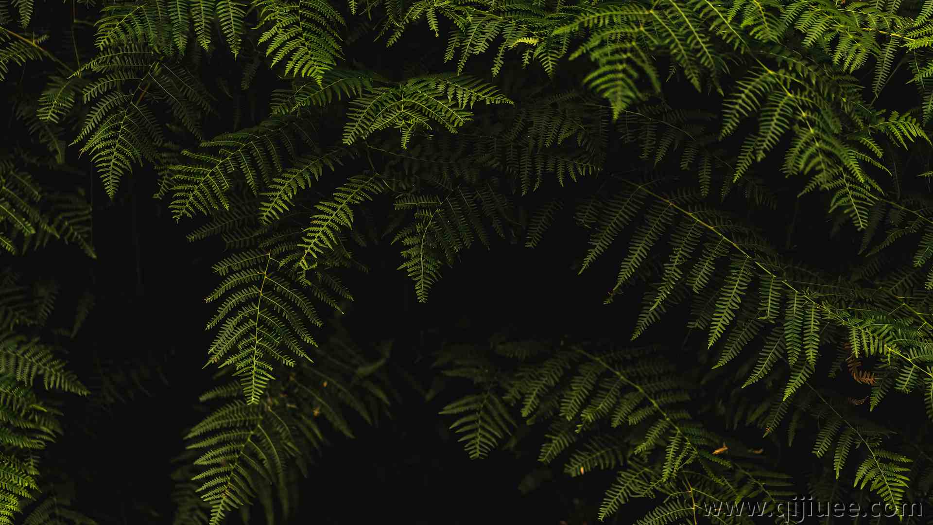 叶子 植物 自然 绿色 阴影 特写  电脑壁纸 4K壁纸 绿色 护眼3840 x 2560/13.98 MB-柒染云阁