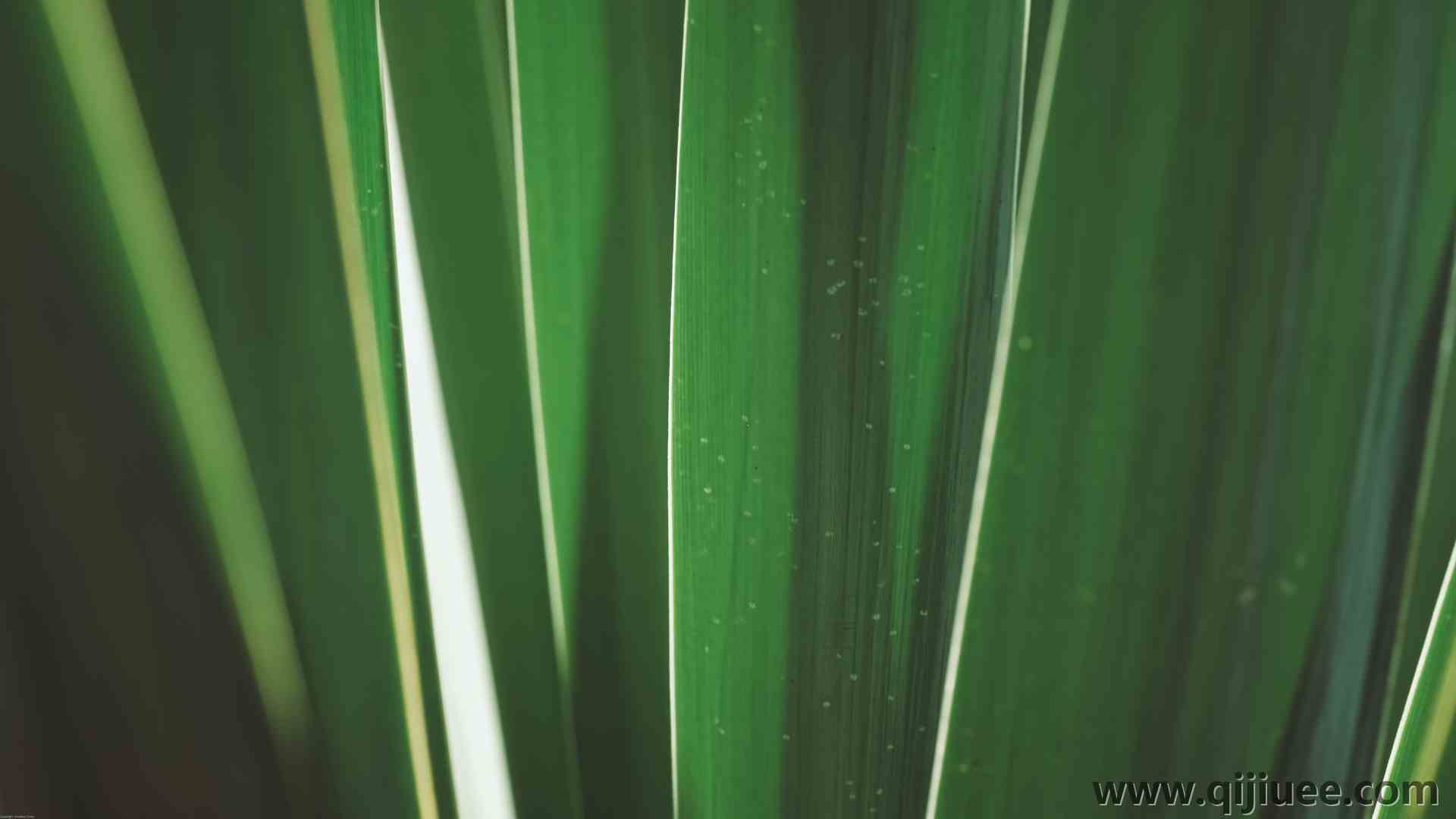 植物 摄影 户外 自然 树叶 特写 极简主义  电脑壁纸 4K壁纸3840 x 2160/6.29 MB-柒染云阁