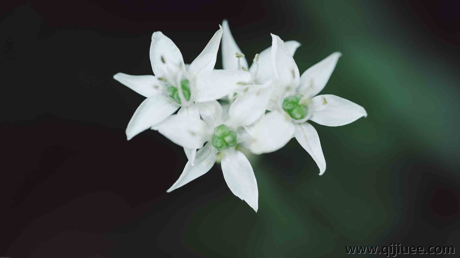 摄影 植物 自然 花卉 宏观 极简主义 特写  电脑壁纸 4K壁纸3840 x 2160/7.14 MB-柒染云阁
