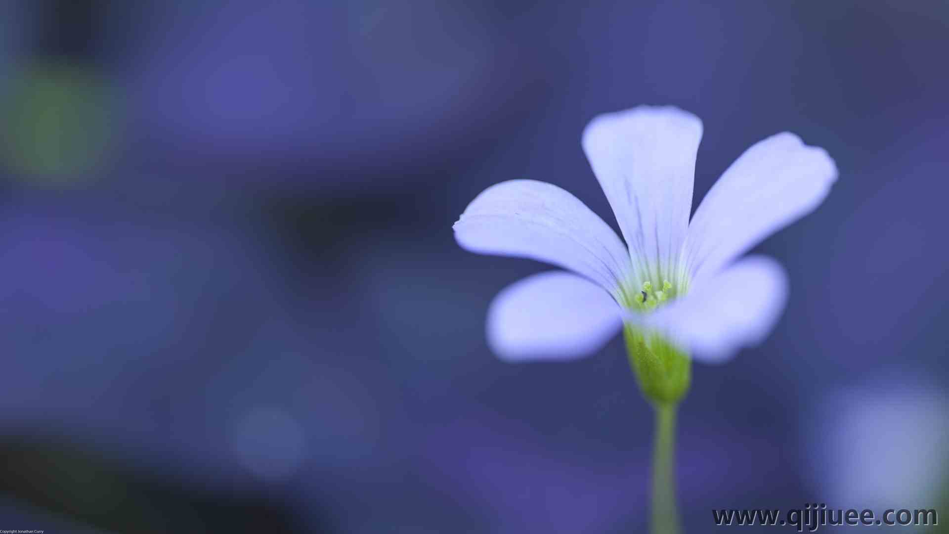 花卉 植物 自然 宏观 摄影 户外 紫色背景 花瓣 模糊 特写  电脑壁纸 4K壁纸3840 x 2160/2.7 MB-柒染云阁