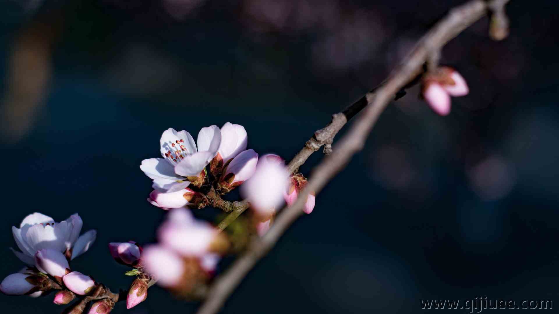 花朵 花瓣 自然 特写 景深 树枝  电脑壁纸 4K壁纸5568 x 3712/3.23 MB-柒染云阁
