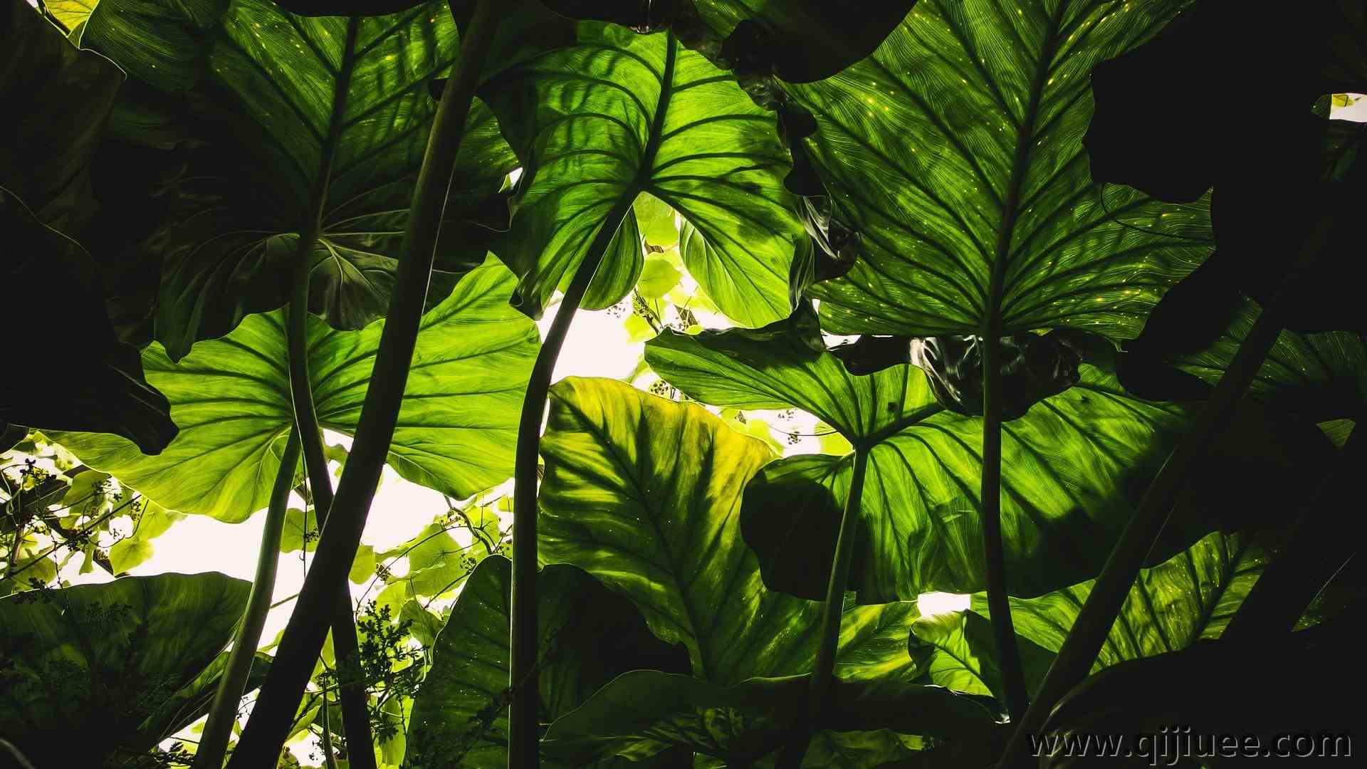 植物 绿色 自然 虫眼  4K壁纸3968 x 2232/1.42 MB-柒染云阁