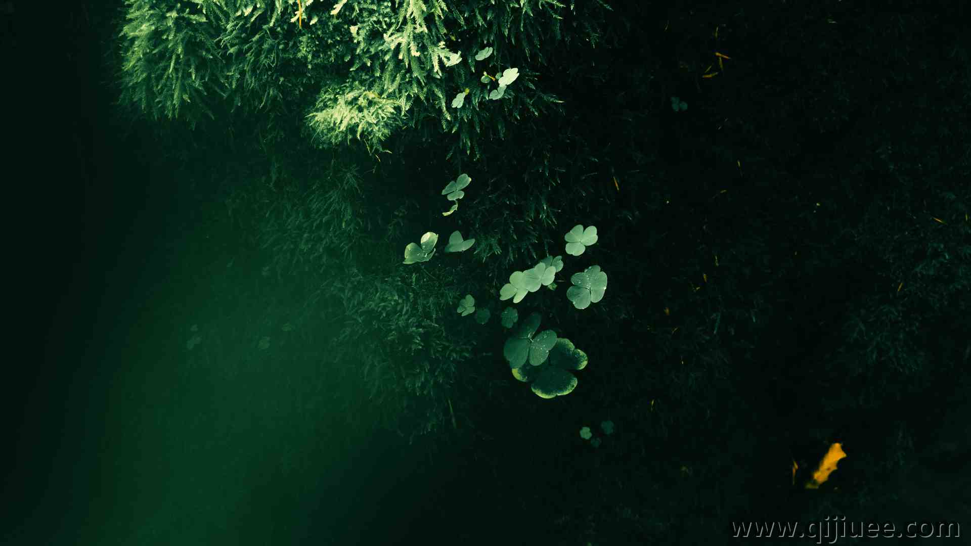 自然 苔藓 三叶草 树木 阳光 4K壁纸6000 x 4000/11 MB-柒染云阁