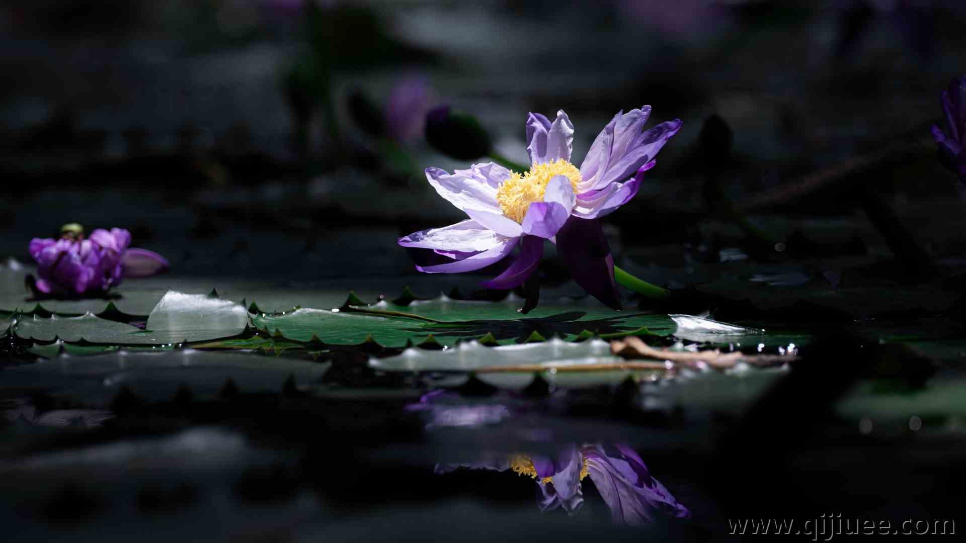 摄影 自然 花朵 倒影 睡莲 模糊背景 特写 4K壁纸4096 x 2304/0.6 MB-柒染云阁