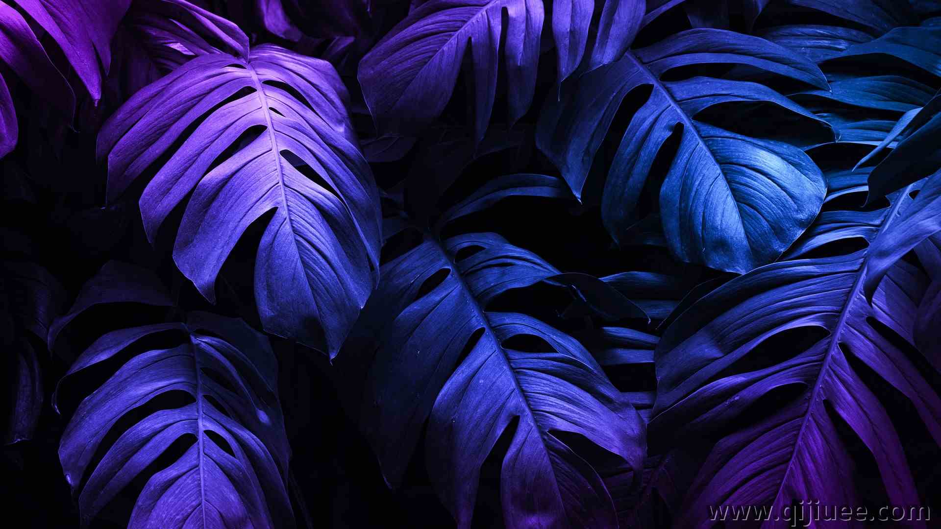 植物 叶子 自然 粉红色 紫色 阴影 特写 4K壁纸5000 x 2812/3 MB-柒染云阁