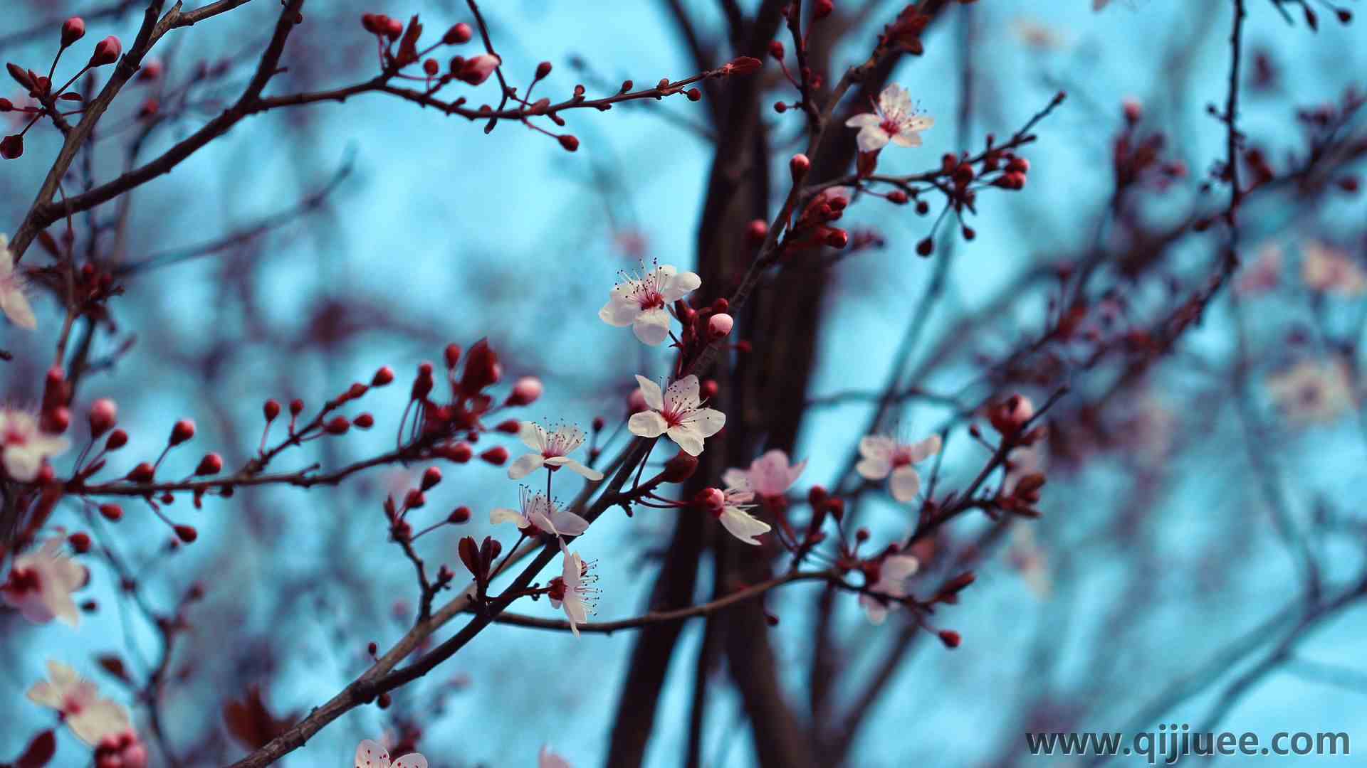 樱花 树木 花朵 白色 红色 自然 特写 4K壁纸3840 x 2400/1.16 MB-柒染云阁