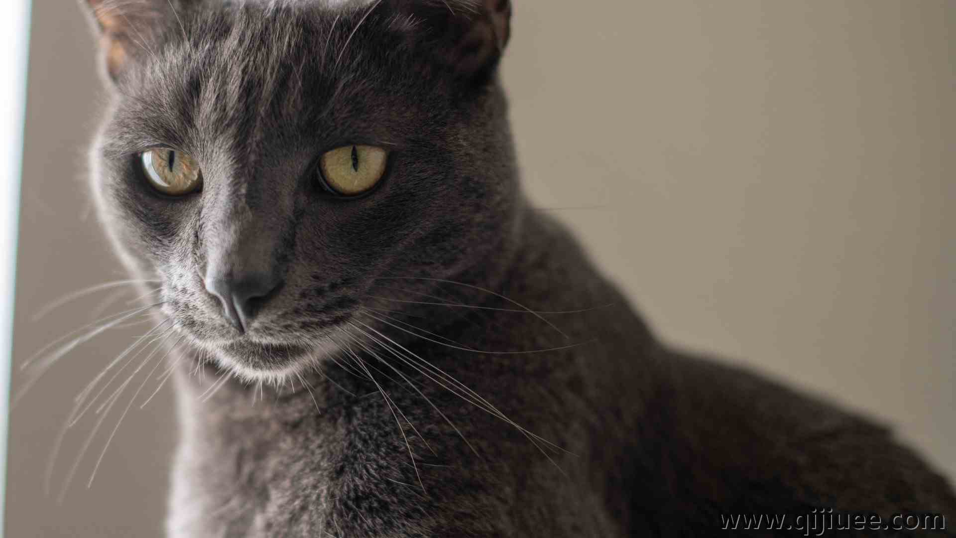 猫眼 猫 特写 毛茸茸的 动物 电脑壁纸 4K壁纸6004 x 5210/2.7 MB-柒染云阁