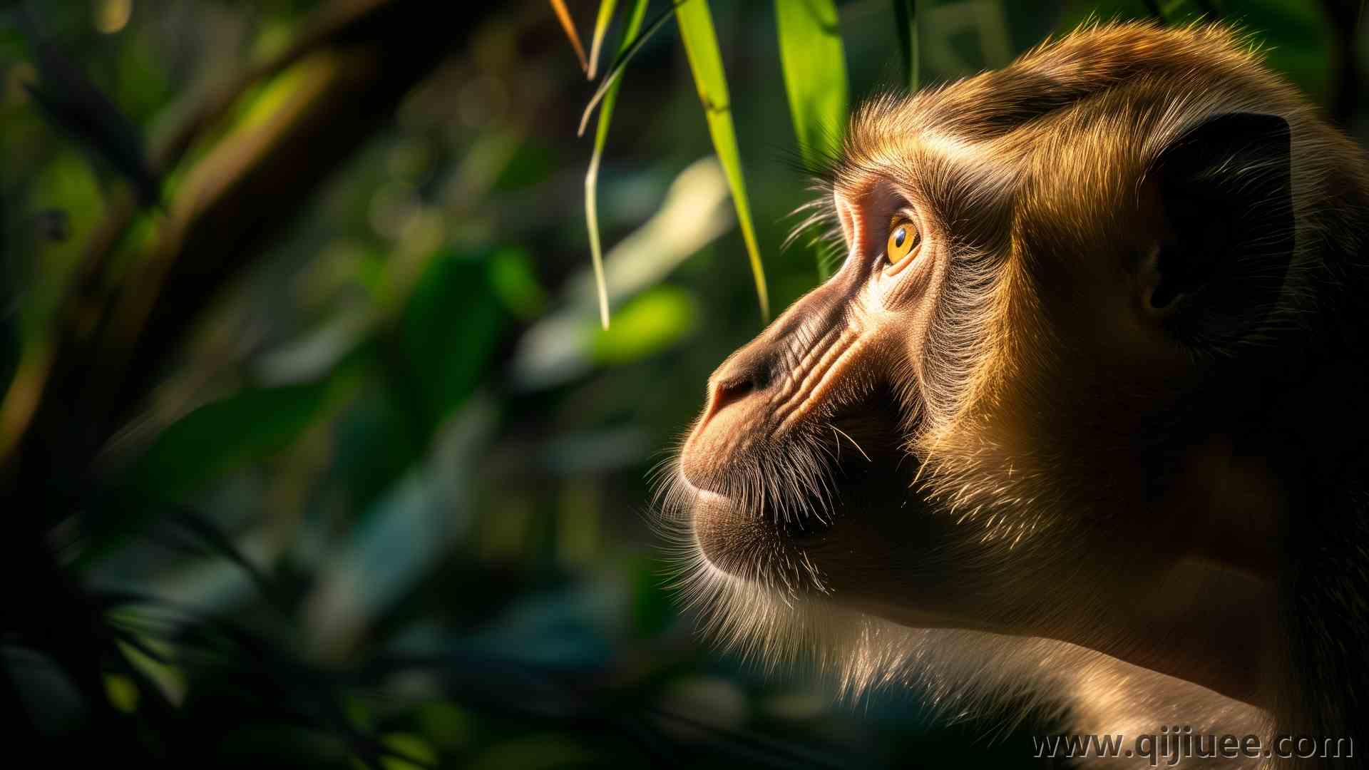 眼睛 人工智能艺术 动物 猴子 特写 电脑壁纸 4K壁纸5824 x 3264/13.7 MB-柒染云阁