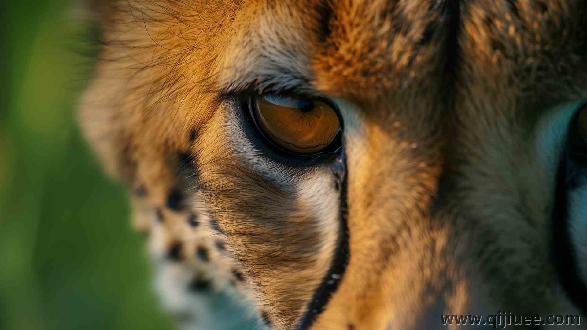 眼睛 人工智能艺术 动物 特写 猎豹 电脑壁纸 4K壁纸5824 x 3264/12.01 MB-柒染云阁