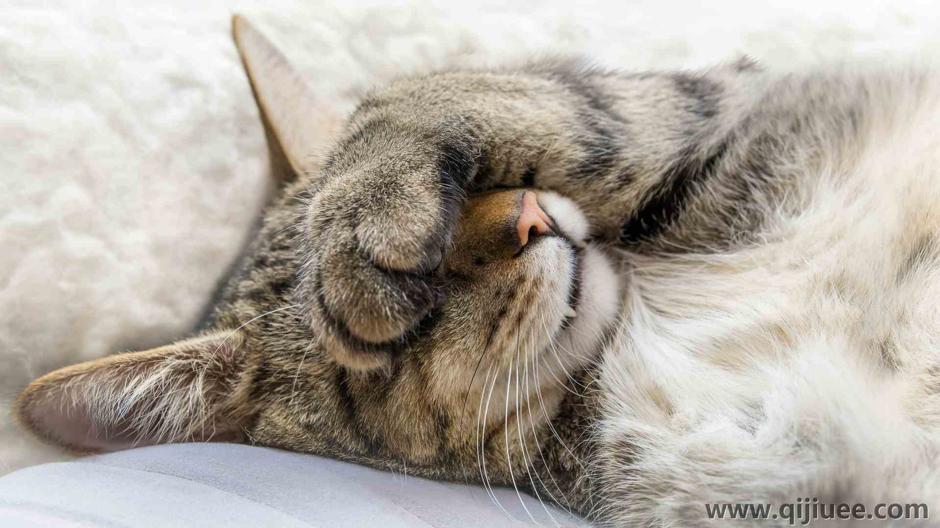猫 动物 猫 特写 睡眠 电脑壁纸 4K壁纸6000 x 3375/4.17 MB-柒染云阁