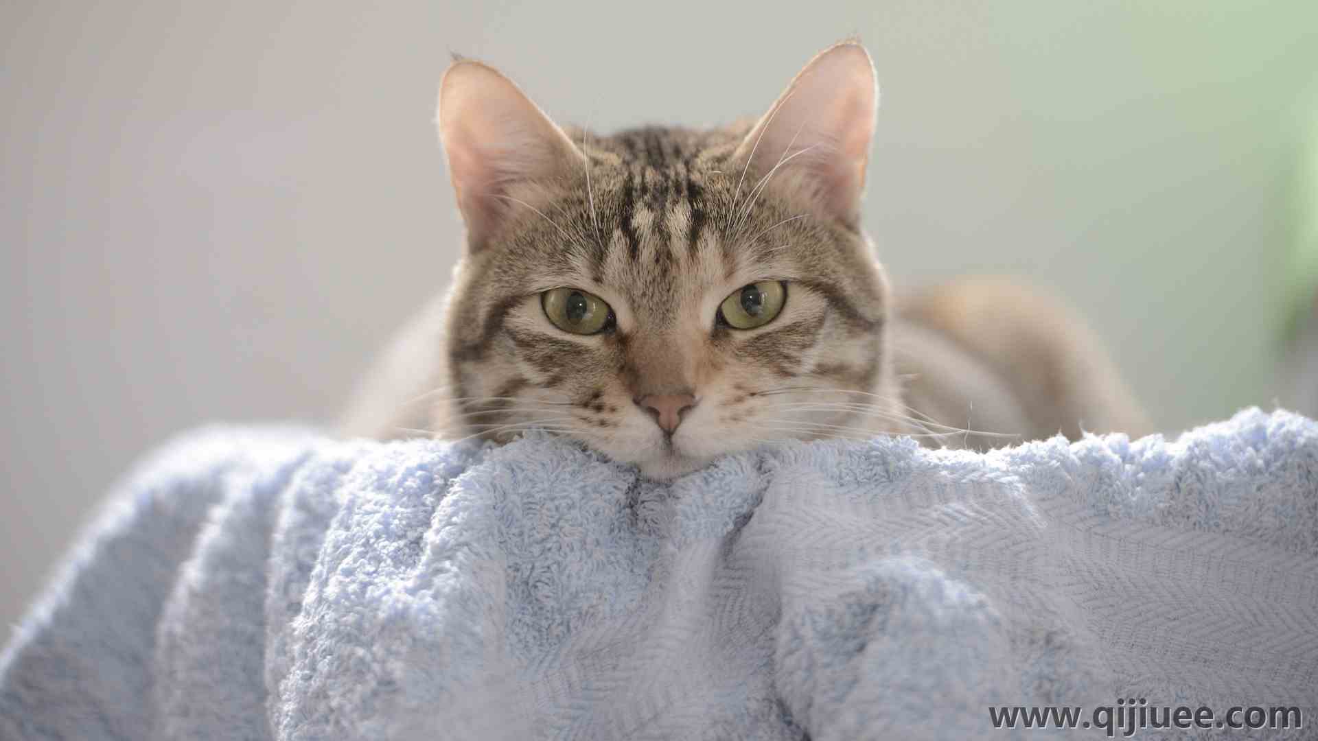 动物 猫 猫 哺动物 毛巾 室内 特写 电脑壁纸 4K壁纸3840 x 2160/2.03 MB-柒染云阁