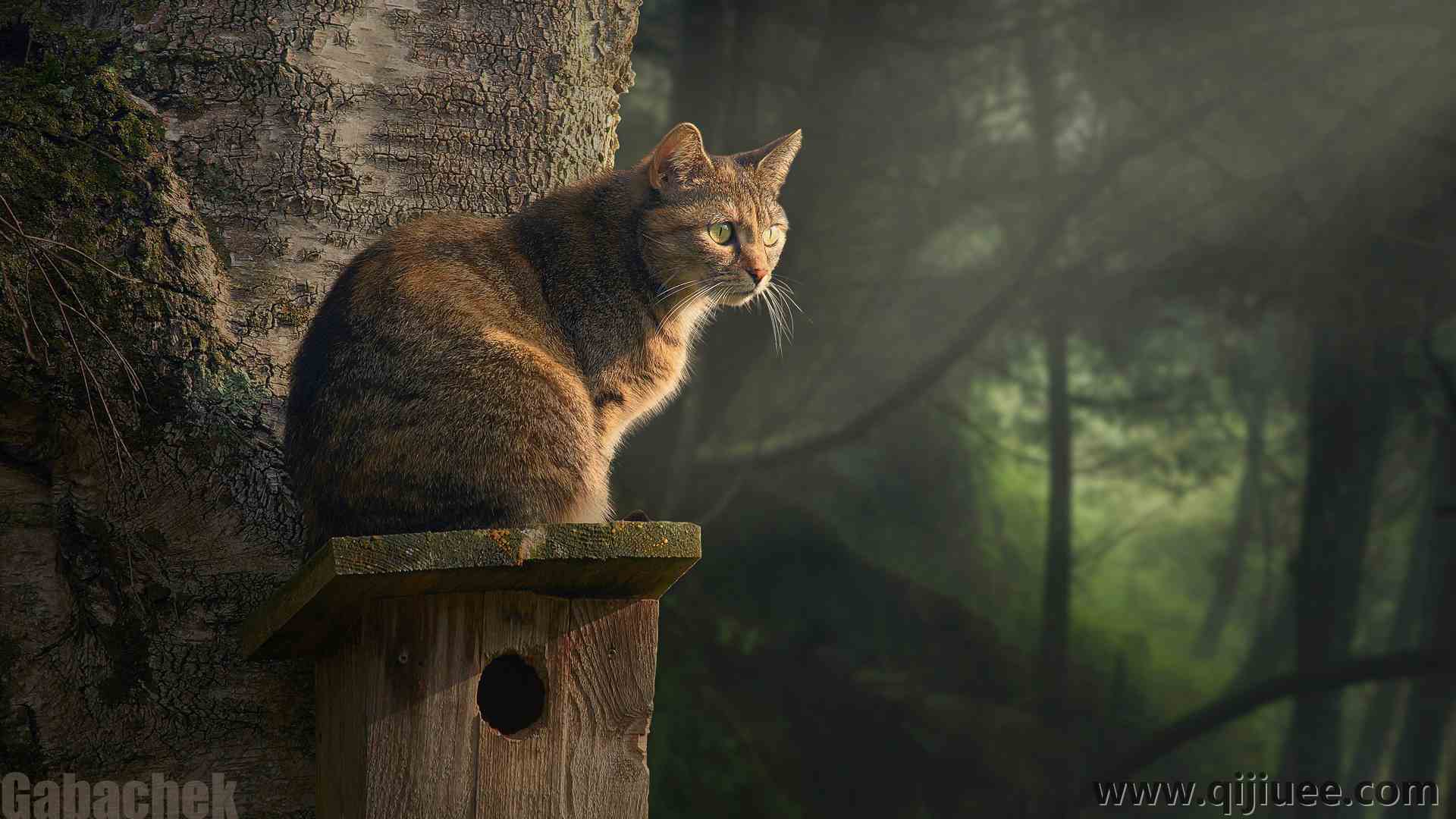 加巴切克 猫 动物 哺动物 森林 灯光 3840 x 2160/14.05 MB-柒染云阁