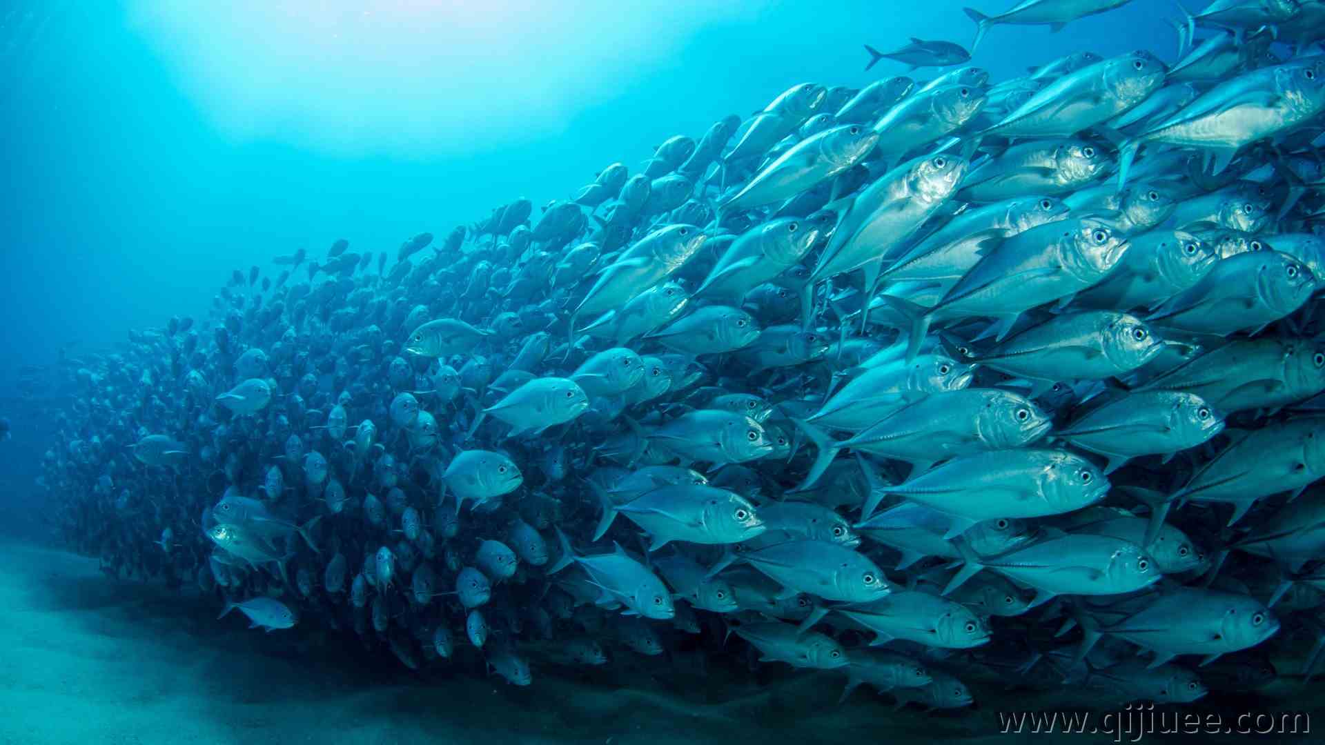 鱼 水下 海洋 水 动物 自然 极简主义 简单背景  电脑壁纸 4K壁纸3840 x 2160/1.16 MB-柒染云阁