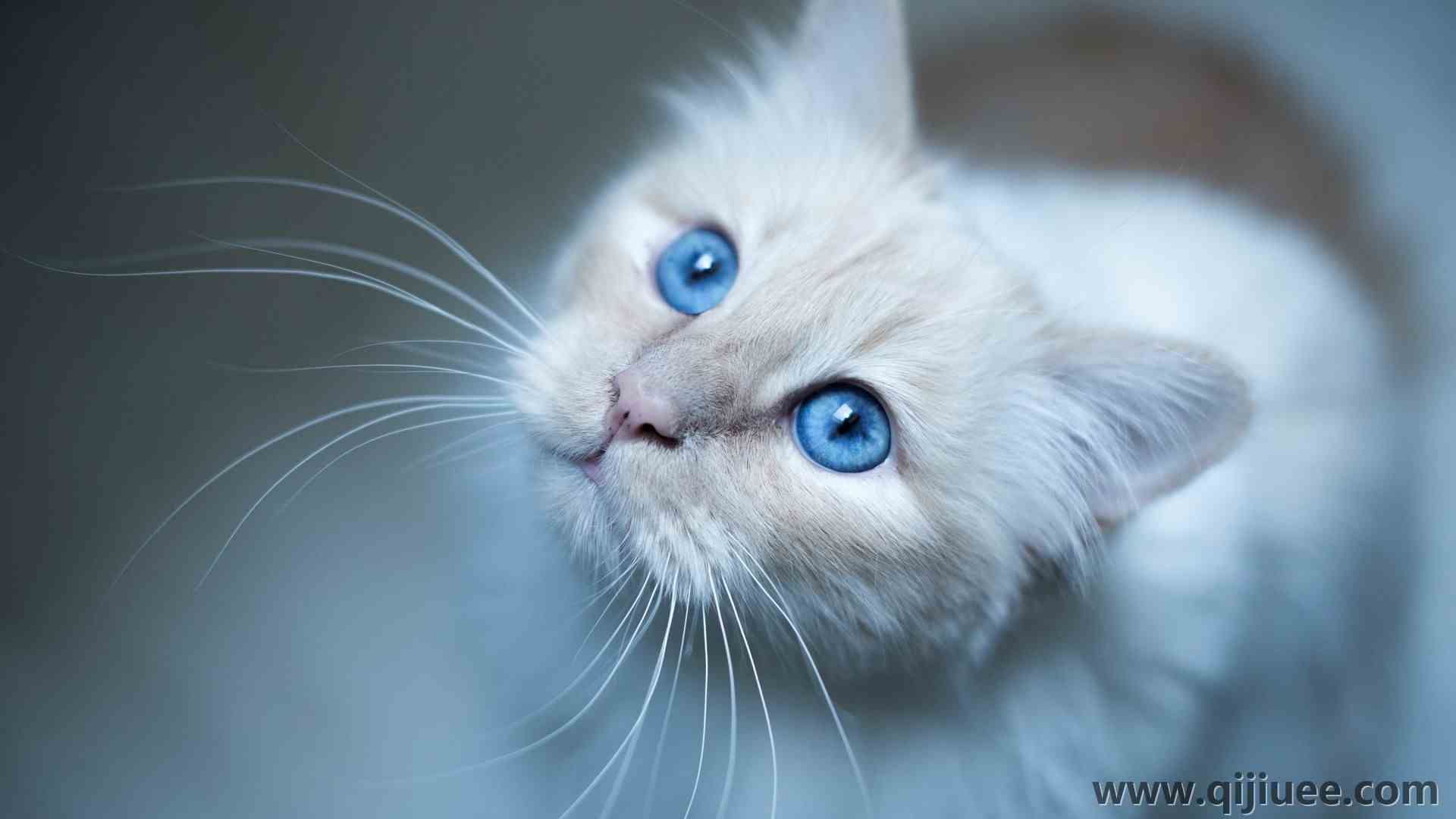 蓝眼睛 猫 动物 白色 可爱 治愈 电脑壁纸 4K壁纸4000 x 2670/2.28 MB-柒染云阁