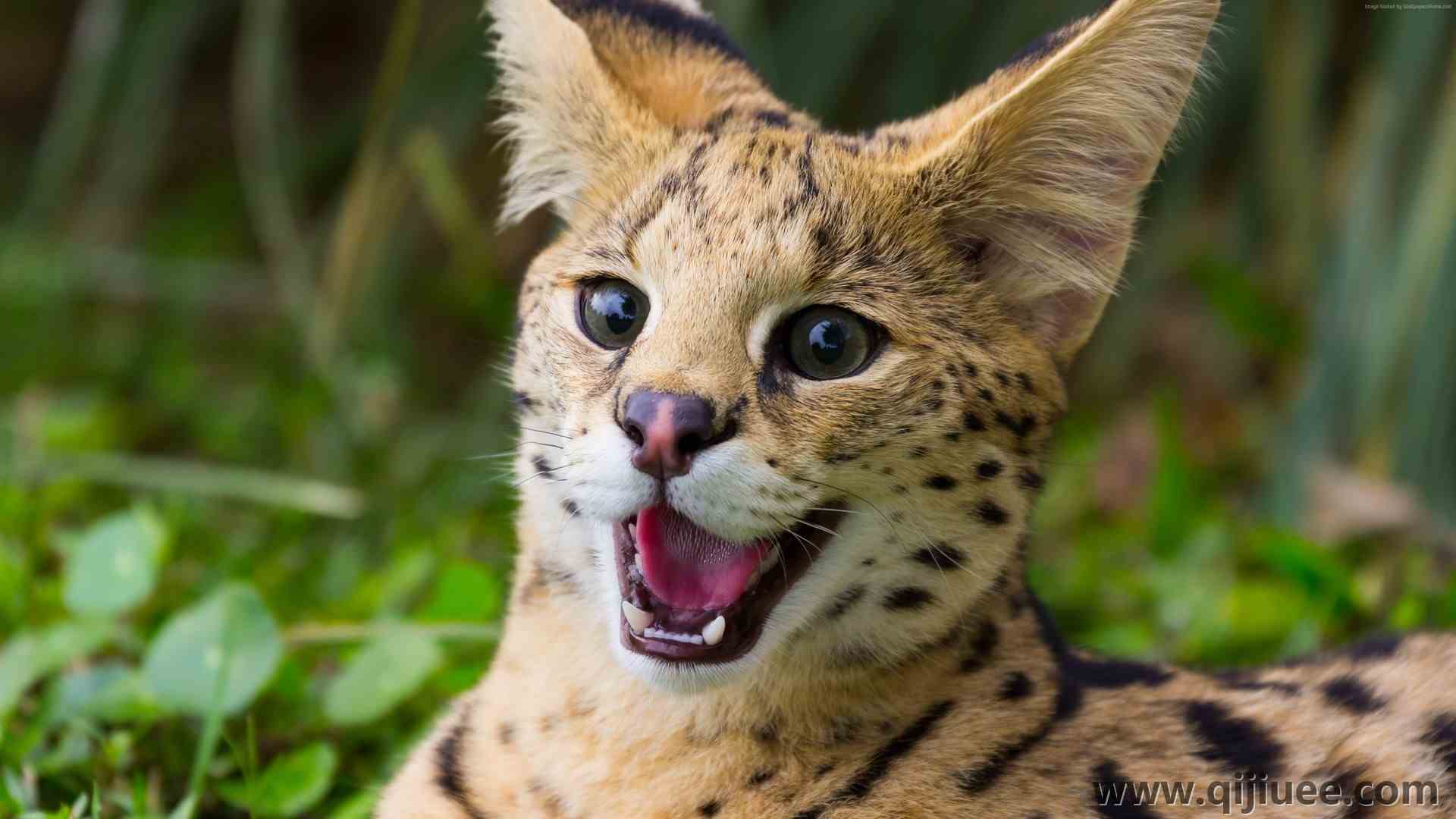 猫 动物 哺动物 萌宠 治愈 自然 电脑壁纸 4K壁纸3840 x 2160/1.36 MB-柒染云阁