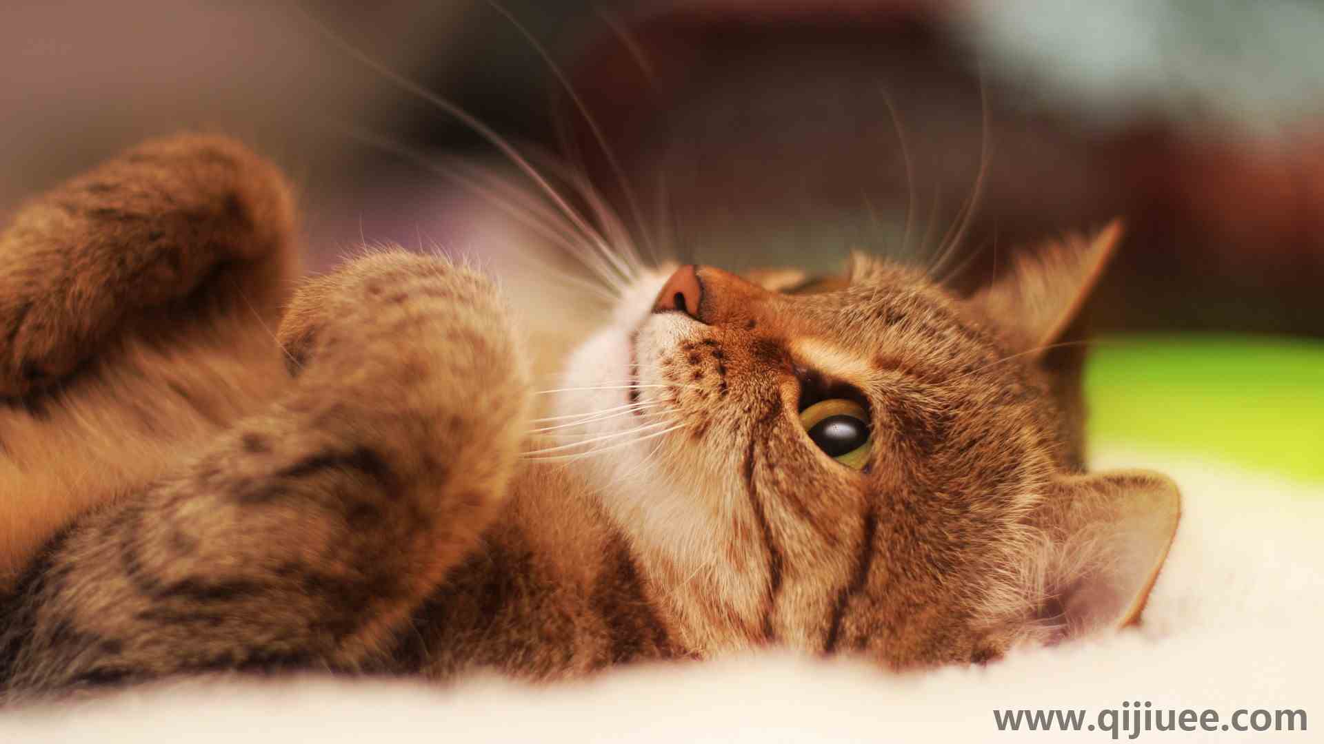 猫 动物  特写 可爱 治愈 电脑壁纸 4K壁纸3840 x 2400/1.05 MB-柒染云阁