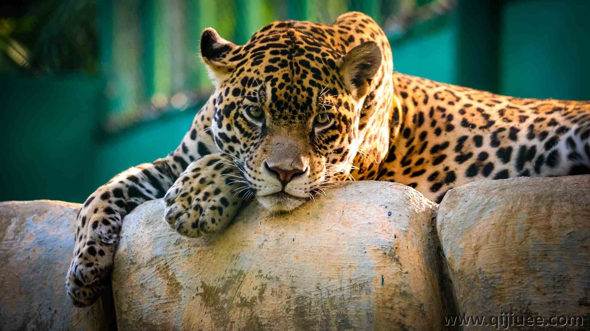 动物 豹 猫 美洲豹 猫科  电脑壁纸 4K壁纸3840 x 2160/1.49 MB-柒染云阁