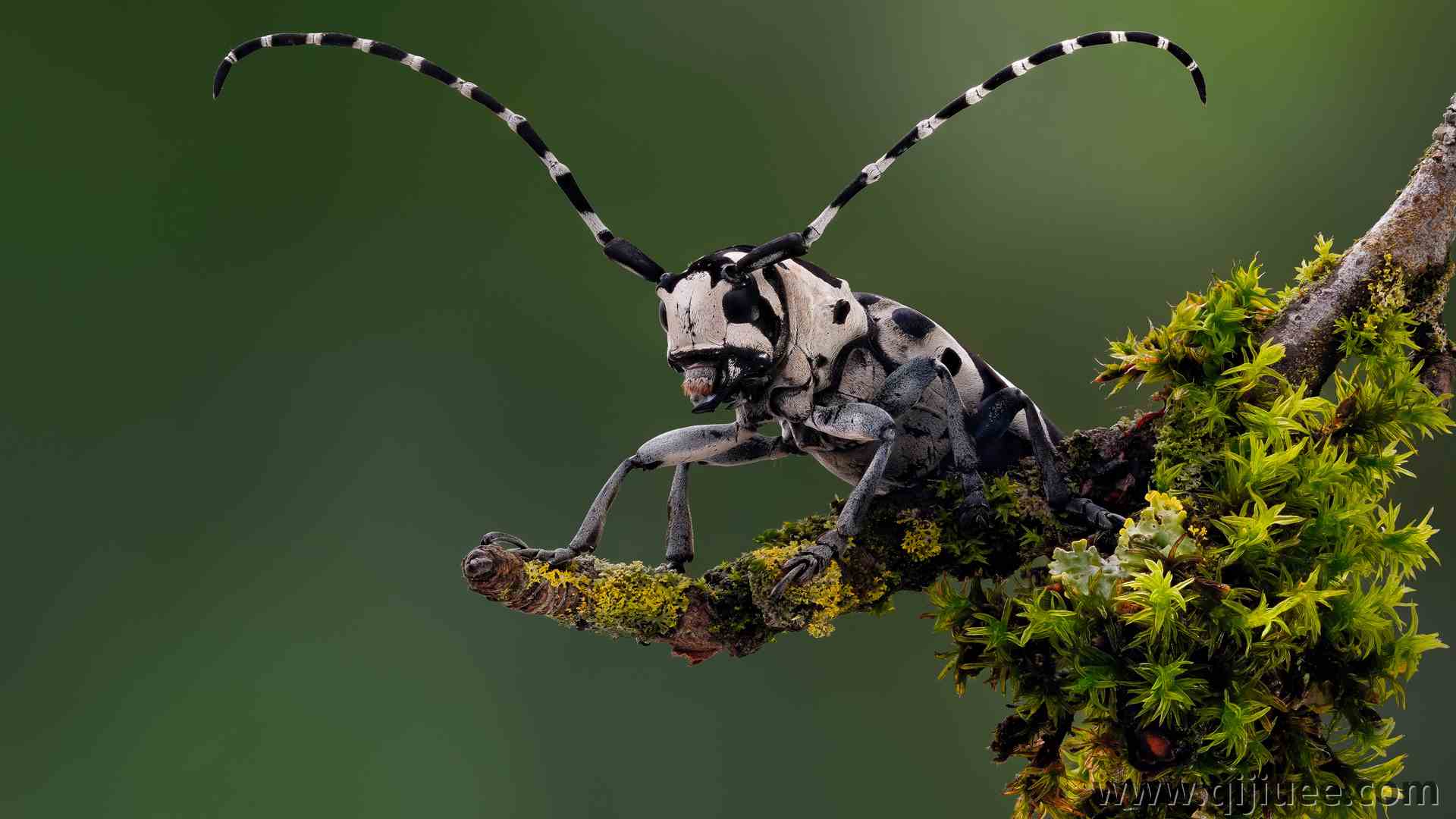 甲虫 昆虫 苔藓 长角 动物 自然 风景 电脑壁纸 4K壁纸3840 x 2160/2.7 MB-柒染云阁