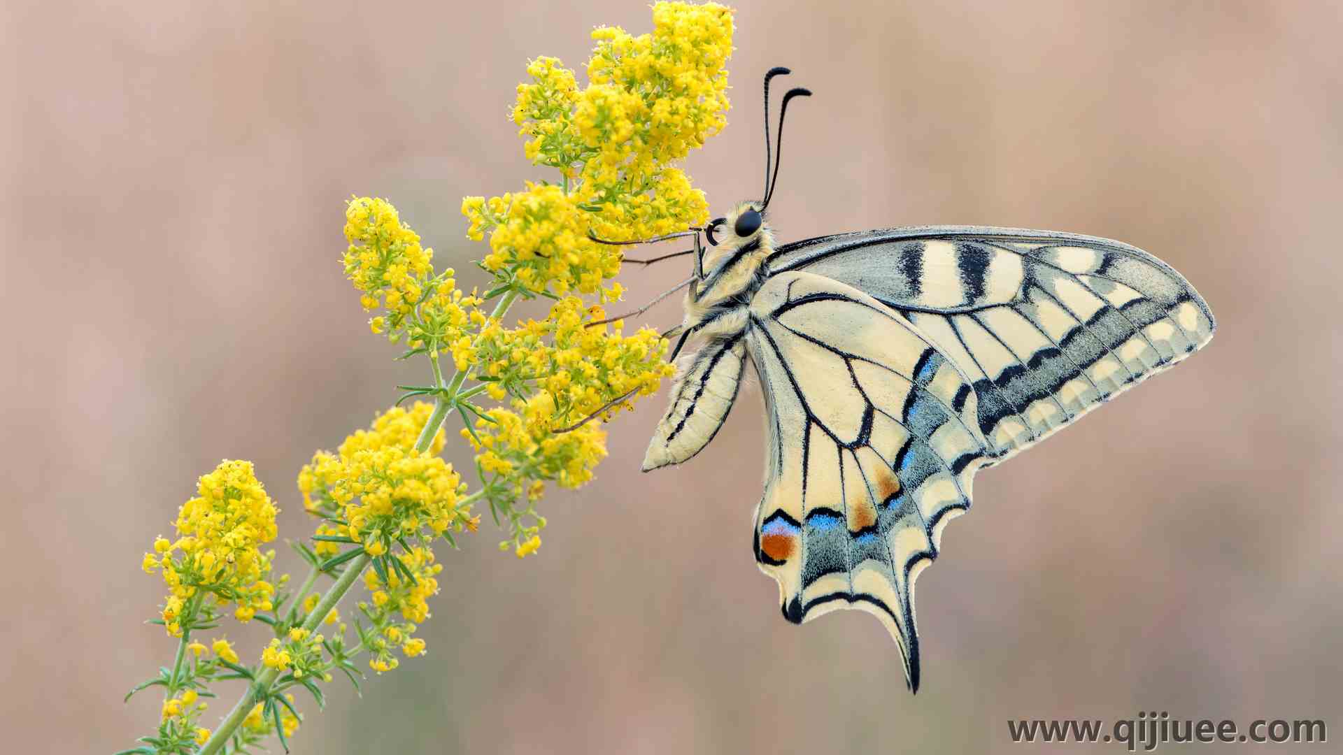 蝴蝶 黄色 花 自然 昆虫  电脑壁纸 4K壁纸3840 x 2160/2.33 MB-柒染云阁