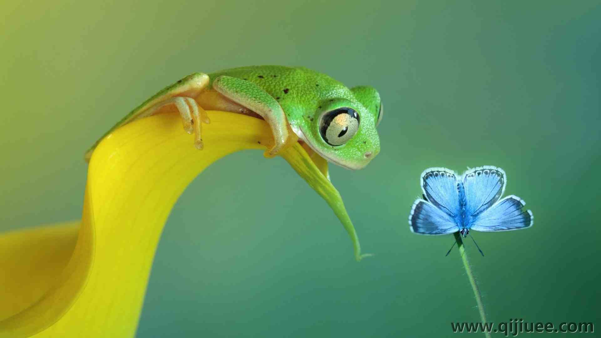 蝴蝶 花 动物 青蛙 昆虫 清新 电脑壁纸 4K壁纸3840 x 2400/0.78 MB-柒染云阁