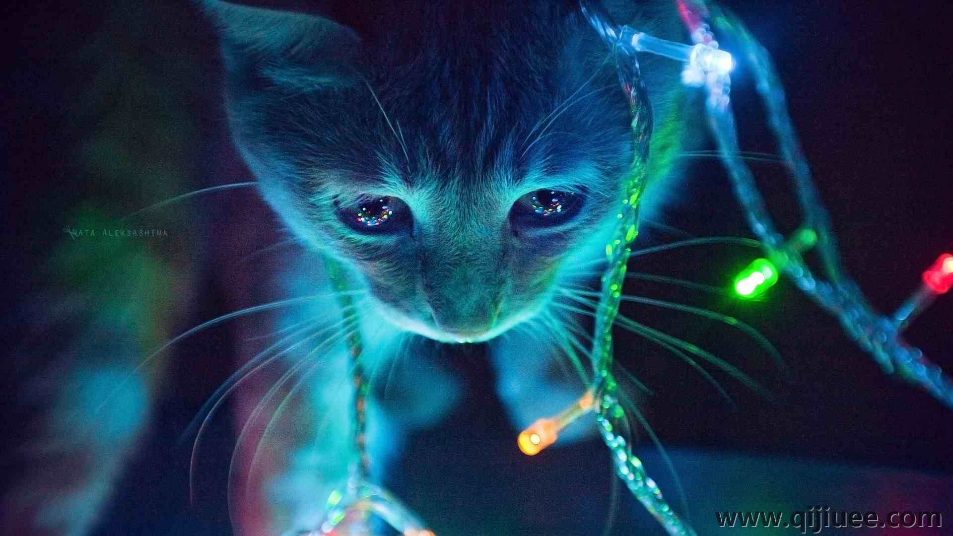 猫 圣诞节 动物 可爱 治愈 电脑壁纸 4K壁纸4272 x 2848/2.35 MB-柒染云阁