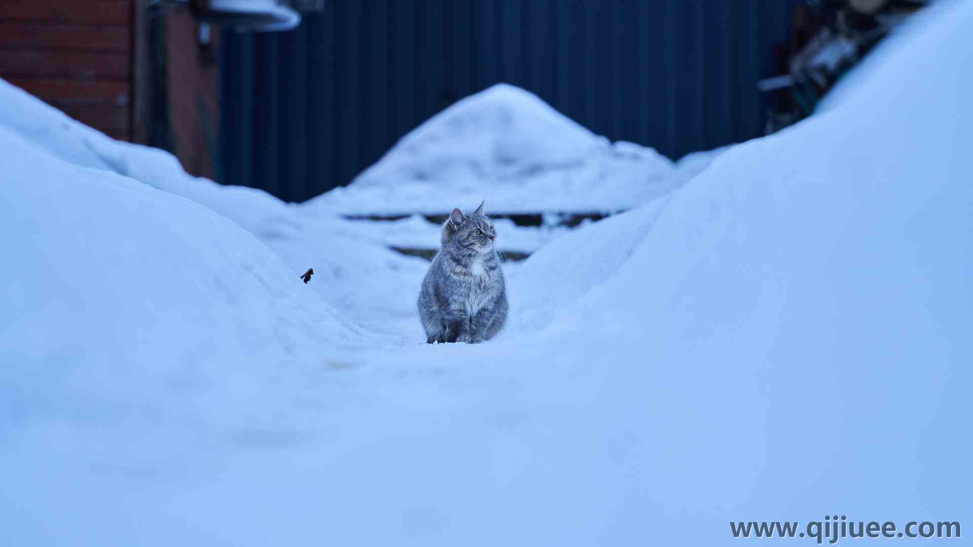 猫 冬天 寒冷 雪 动物 猫科 动物  电脑壁纸 4K壁纸5691 x 3201/8.89 MB-柒染云阁